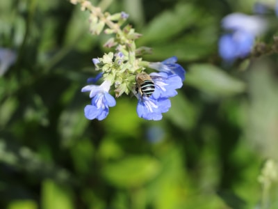 Blue-bee-foliage
