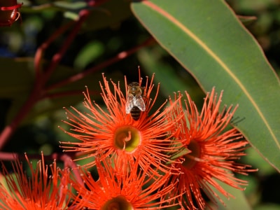 Flowering-gum-and-bee