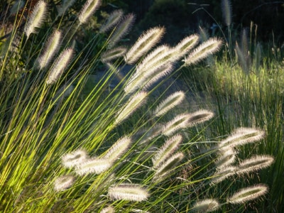 Native-grasses-melbourne