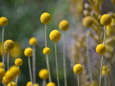 garden-buttons